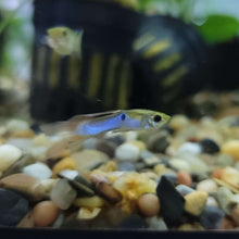 Guppy - Red Tail Blue Body Endler Trio (M/F/F)