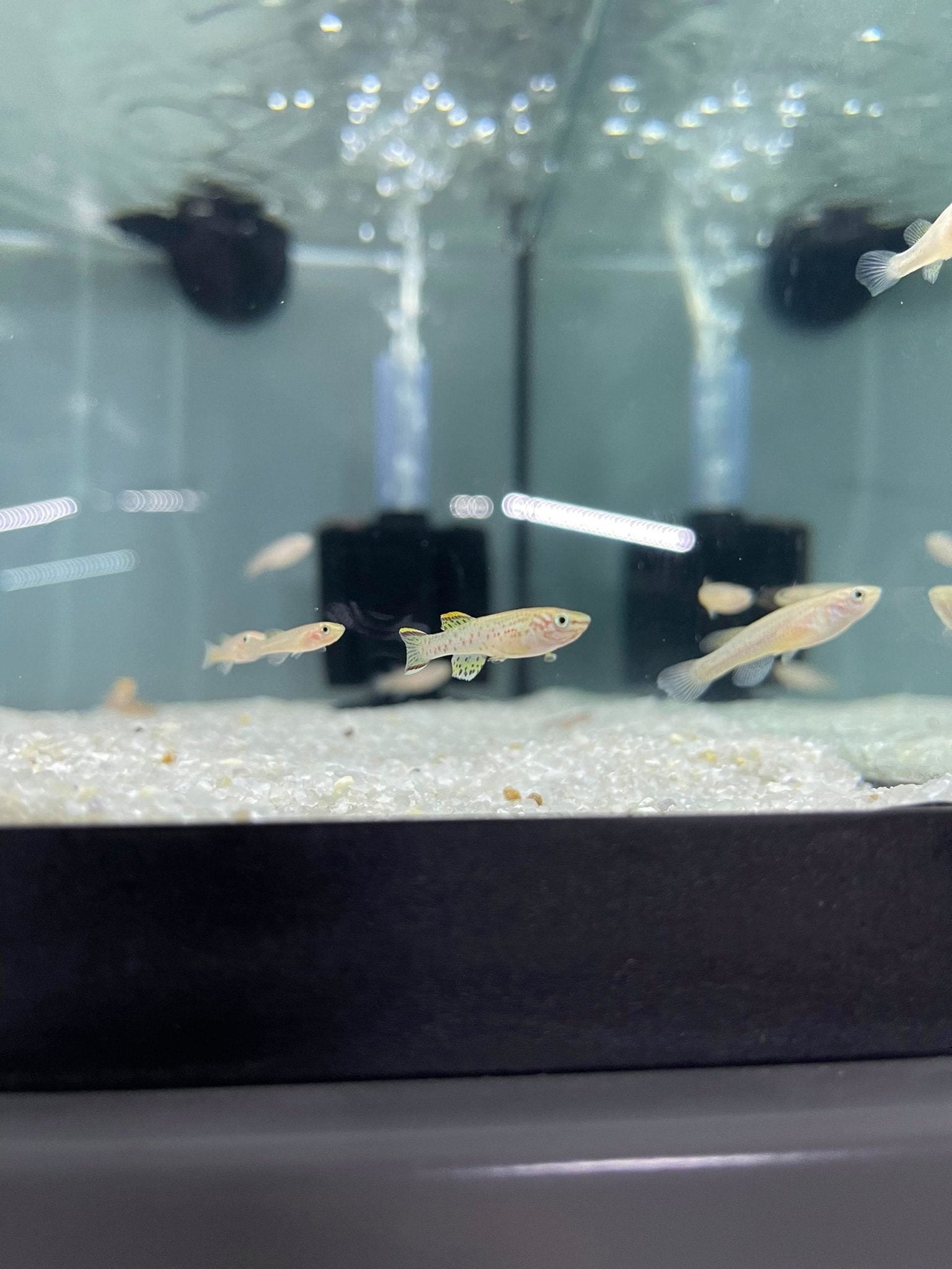 Redfin Nothos Killifish - Planted Aquaria