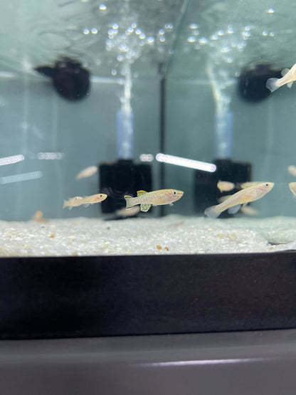 Redfin Nothos Killifish - Planted Aquaria