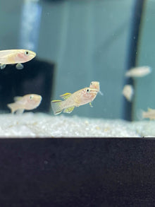 Redfin Nothos Killifish - Planted Aquaria