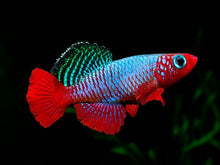 Redfin Nothos Killifish - Planted Aquaria