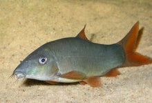 Redtail Loach - Planted Aquaria