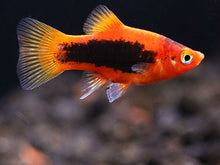 Platy - Red Tuxedo