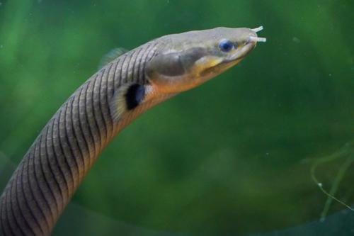 Reed Fish - Planted Aquaria