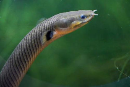 Reed Fish - Planted Aquaria