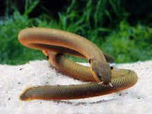 Reed Fish - Planted Aquaria