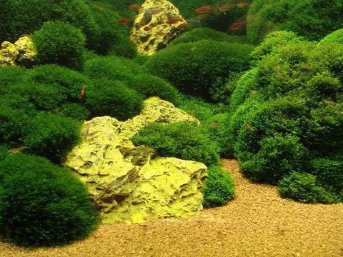 Riccardia chamedryfolia - ADA TC - Planted Aquaria