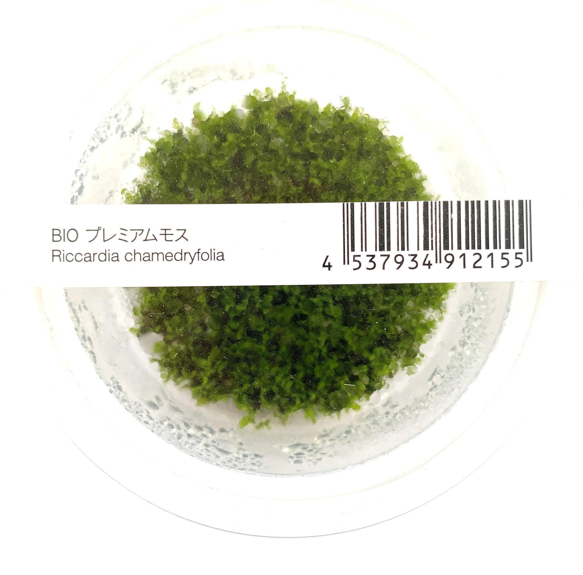 Riccardia chamedryfolia - ADA TC - Planted Aquaria