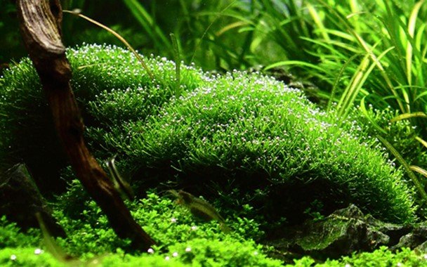 Riccia fluitans - Tropica TC - Planted Aquaria