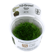 Riccia fluitans - Tropica TC - Planted Aquaria