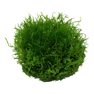 Riccia fluitans - Tropica TC - Planted Aquaria