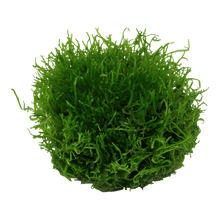 Riccia fluitans - Tropica TC - Planted Aquaria