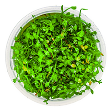 Marsilea crenata/minuta - Tropica TC