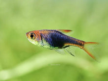 Purple Harlequin Rasbora