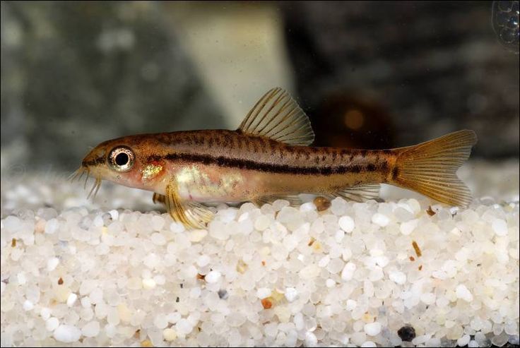 Rosy Loach - Planted Aquaria