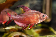 Rosy Tetra - Planted Aquaria