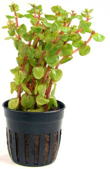 Rotala Blood Red - Planted Aquaria