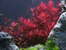 Rotala Blood Red - Planted Aquaria