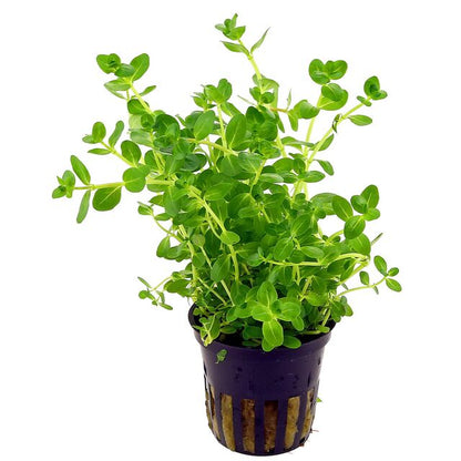 Rotala 'Fujian' - Potted - Planted Aquaria