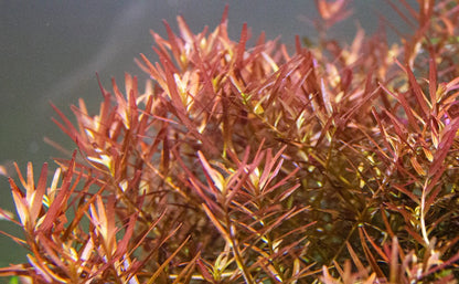 Rotala HRA - Potted - Planted Aquaria