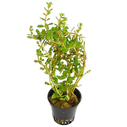 Rotala HRA - Potted - Planted Aquaria