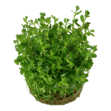 Rotala indica 'Bonsai' - Tropica TC - Planted Aquaria