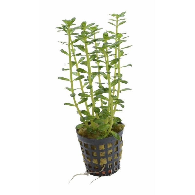 Rotala Indica Green - Potted - Planted Aquaria