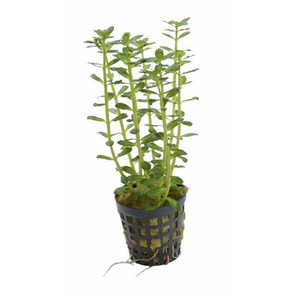 Rotala Indica Green - Potted - Planted Aquaria