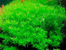 Rotala Indica Green - Potted - Planted Aquaria