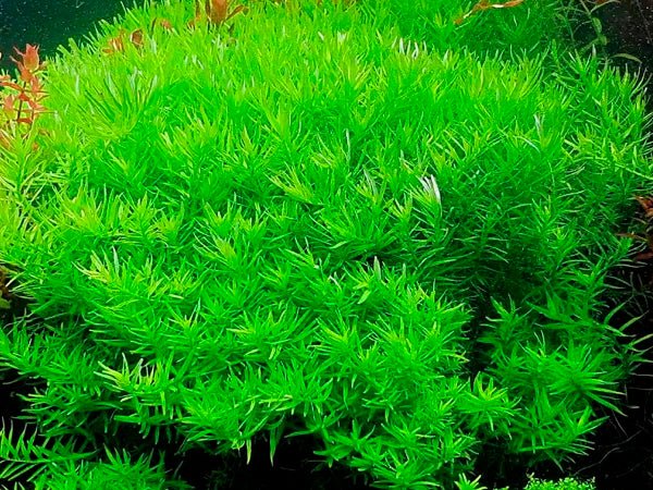 Rotala Indica Green - Potted - Planted Aquaria