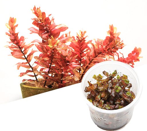 Rotala Macrandra - ADA TC - Planted Aquaria