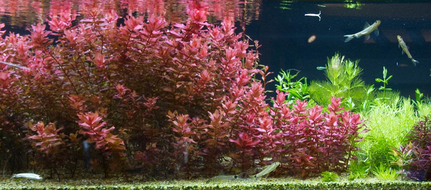 Rotala Macrandra - ADA TC - Planted Aquaria