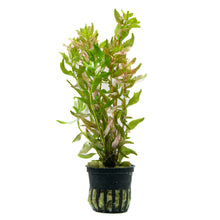 Rotala Macrandra Bangladesh - Potted - Planted Aquaria