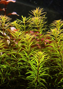 Rotala Macrandra Bangladesh - Potted - Planted Aquaria
