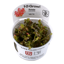 Rotala macrandra - Tropica TC - Planted Aquaria