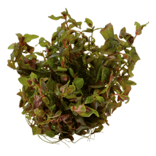 Rotala macrandra - Tropica TC - Planted Aquaria