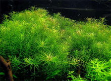 Rotala 'Nanjenshan' - Potted - Planted Aquaria