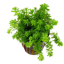 Rotala 'Nanjenshan' - Potted - Planted Aquaria