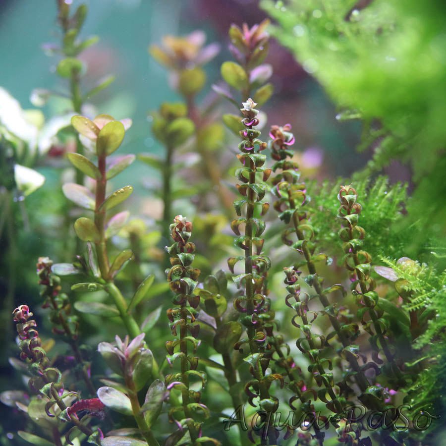 Rotala Pearl - Unpotted - Planted Aquaria