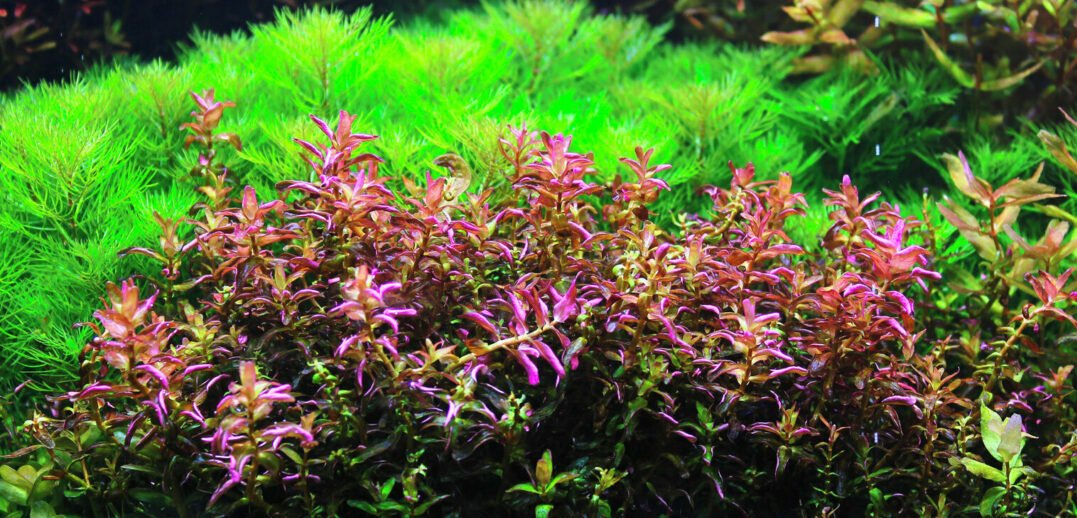 Rotala Pearl - Unpotted - Planted Aquaria
