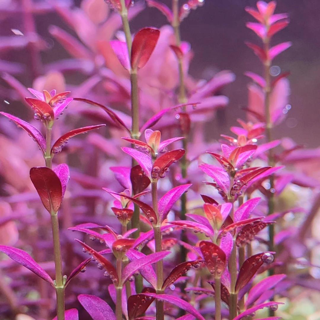 Rotala Ramosior 'Florida' - ADA TC - Planted Aquaria