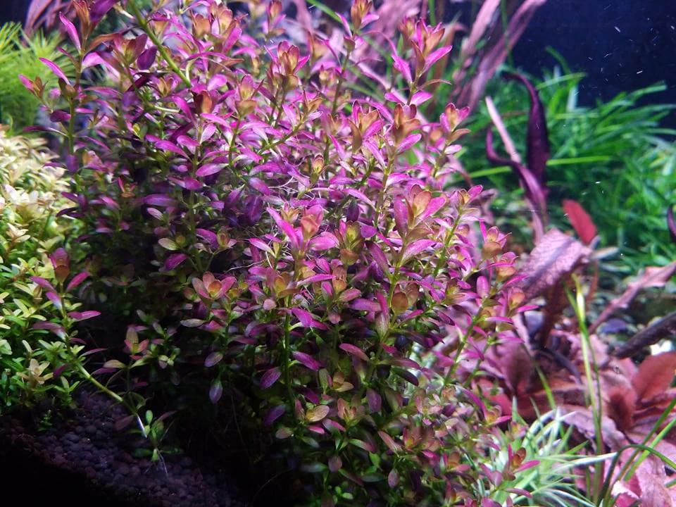 Rotala Ramosior 'Florida' - ADA TC - Planted Aquaria