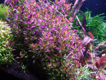 Rotala Ramosior 'Florida' - ADA TC - Planted Aquaria