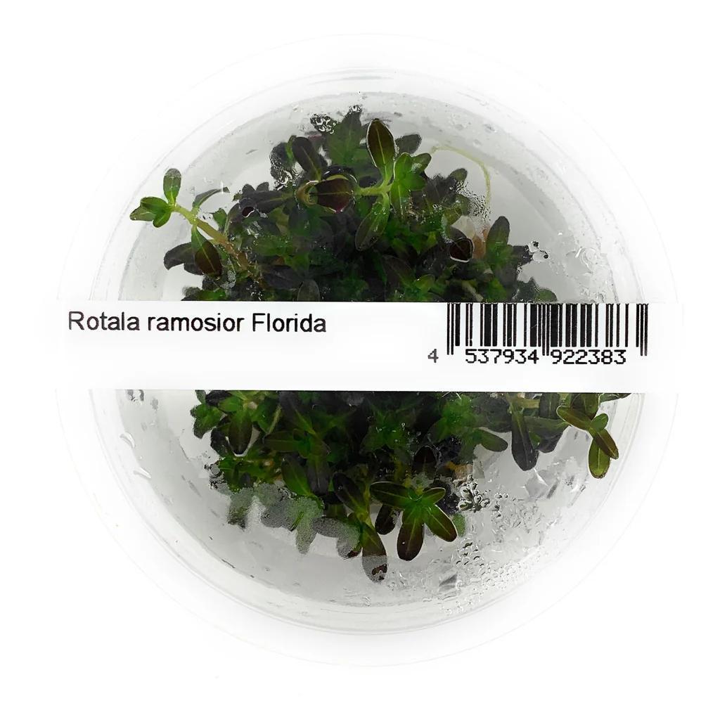 Rotala Ramosior 'Florida' - ADA TC - Planted Aquaria