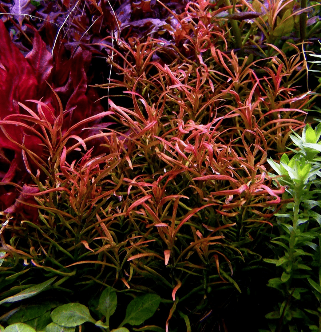 Rotala 'Red Cross' - Potted - Planted Aquaria
