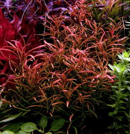 Rotala 'Red Cross' - Potted - Planted Aquaria