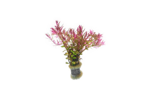Rotala 'Red Cross' - Potted - Planted Aquaria