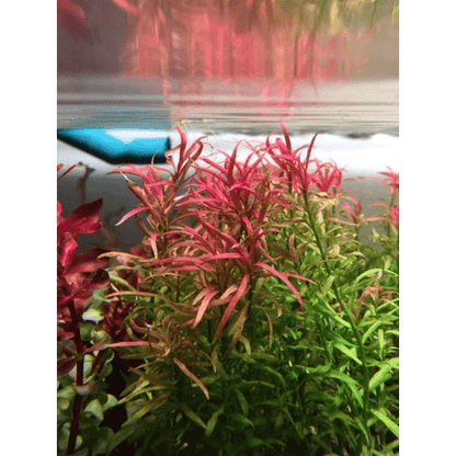 Rotala 'Red Cross' - Potted - Planted Aquaria