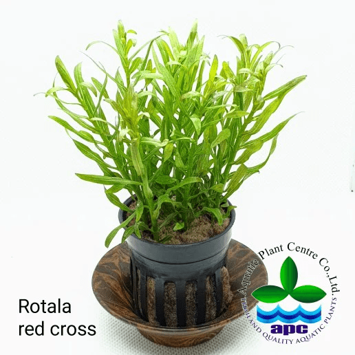 Rotala 'Red Cross' - Potted - Planted Aquaria