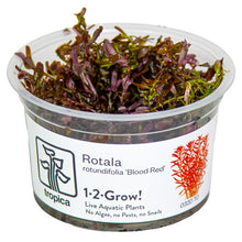 Rotala rotundifolia 'Blood Red' - Tropica TC - Planted Aquaria